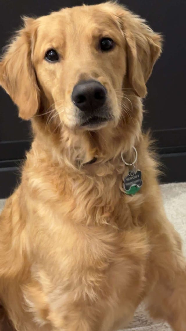 a picture of a golden retriever sitting and looking at the camera